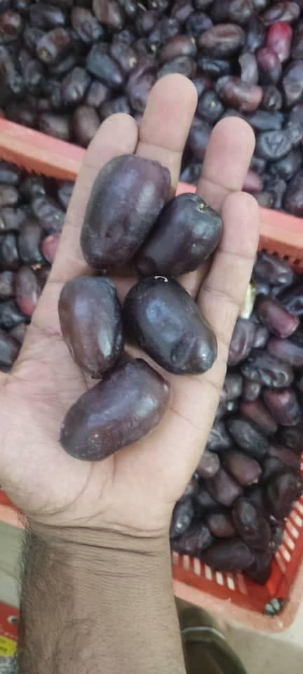 پخش و فروش عمده خرما مضافتی و کلوته جهانگیری در کرمان