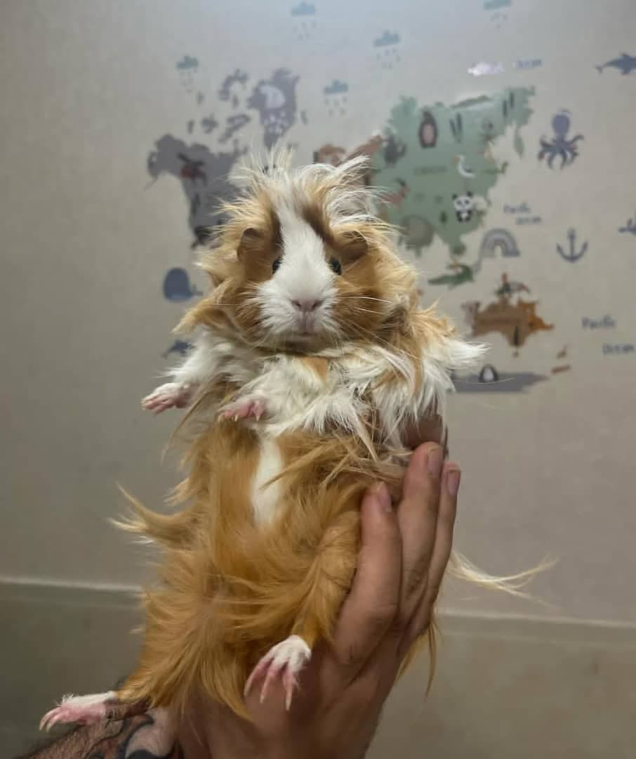 کلینیک دامپزشکی پتیکا در کاشان