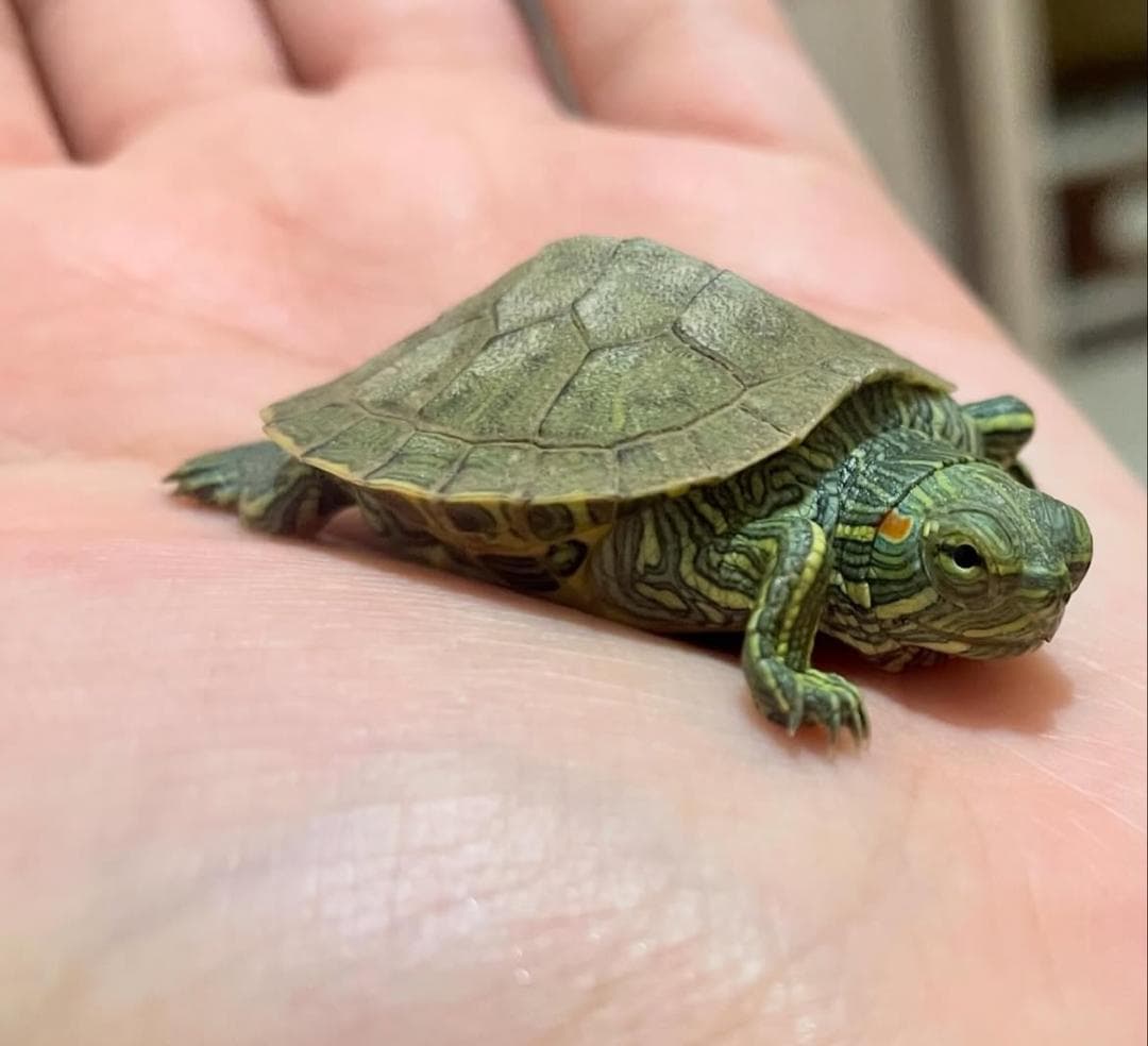 کلینیک دامپزشکی پتیکا در میدان چهارده معصوم کاشان