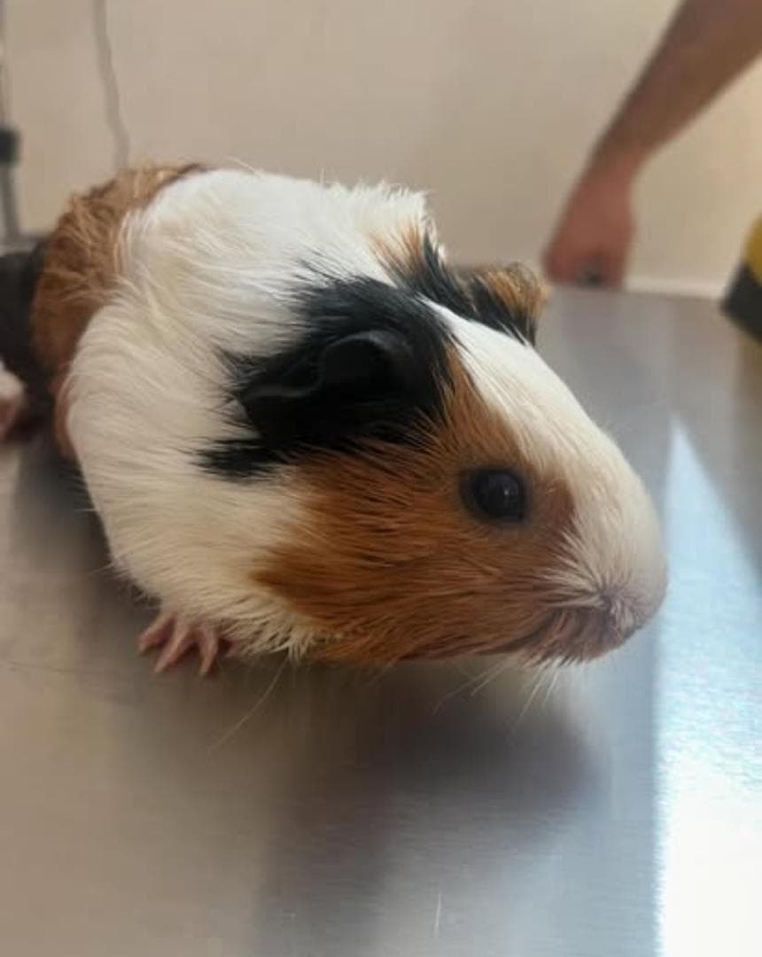 کلینیک دامپزشکی پتیکا در میدان چهارده معصوم کاشان