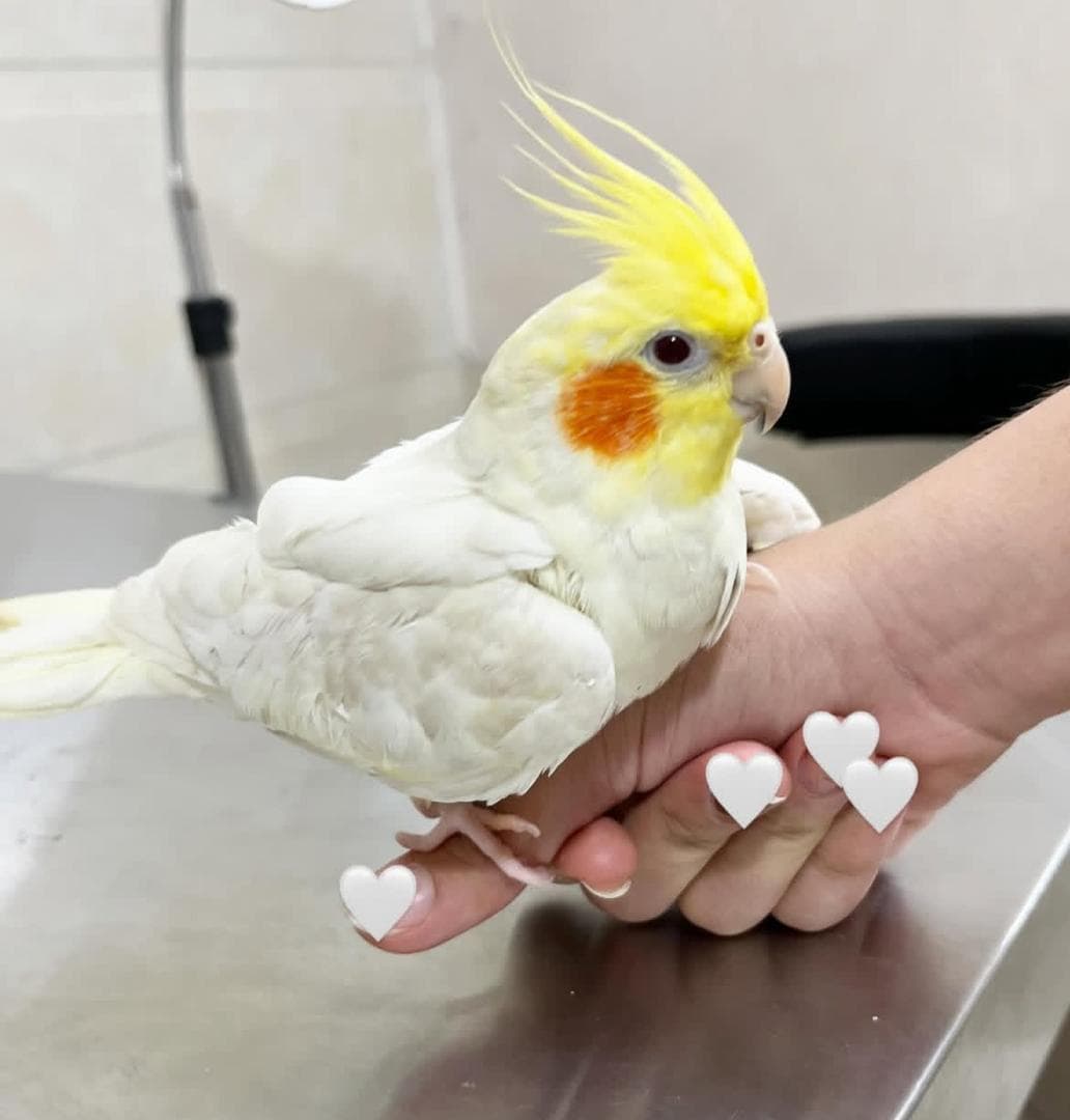 کلینیک دامپزشکی پتیکا در میدان چهارده معصوم کاشان