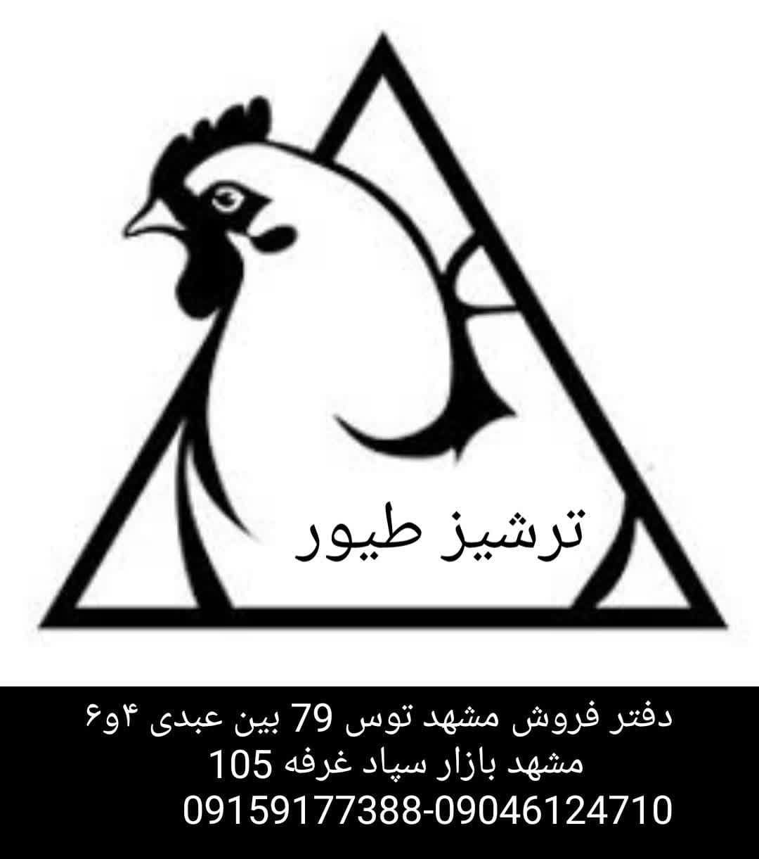 تولید و فروش جوجه گوشتی و محلی ترشیز طیور در مشهد