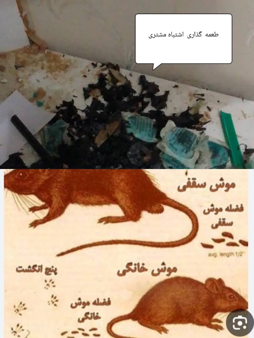 سم پاشی منازل نابودگر در رشت
