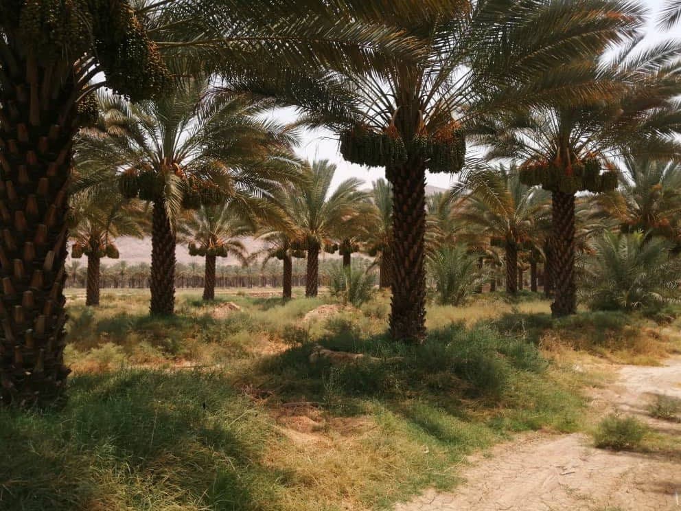 اقامتگاه گردشگری مهرسام در کازرون