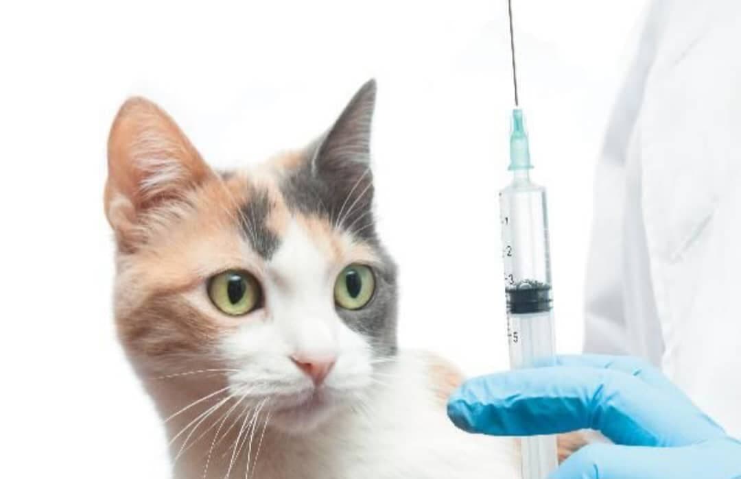 کلینیک دامپزشکی سیار پارمیس در مشهد