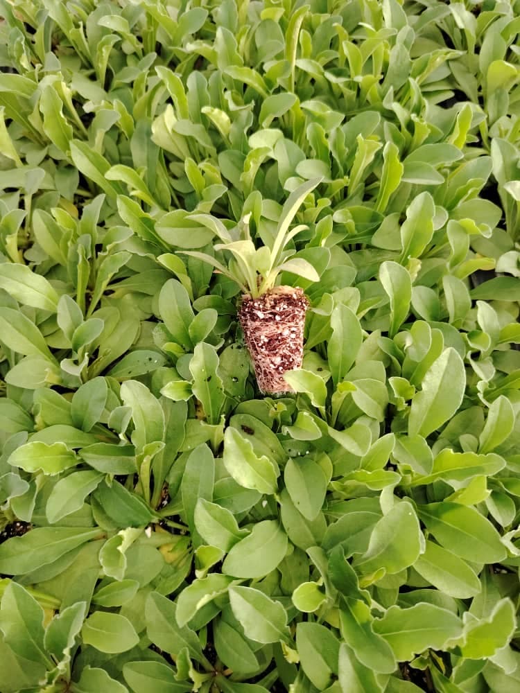 فروش نشاء ژیپسوفیلا و لیمونیوم انبوه کشت شیده اصفهان