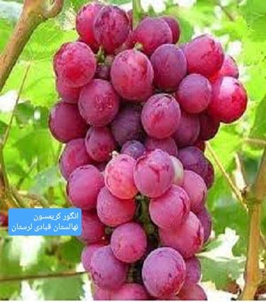 تولید و فروش نهال مثمر و غیر مثمر شناسنامه دار قبادی در خرم آباد