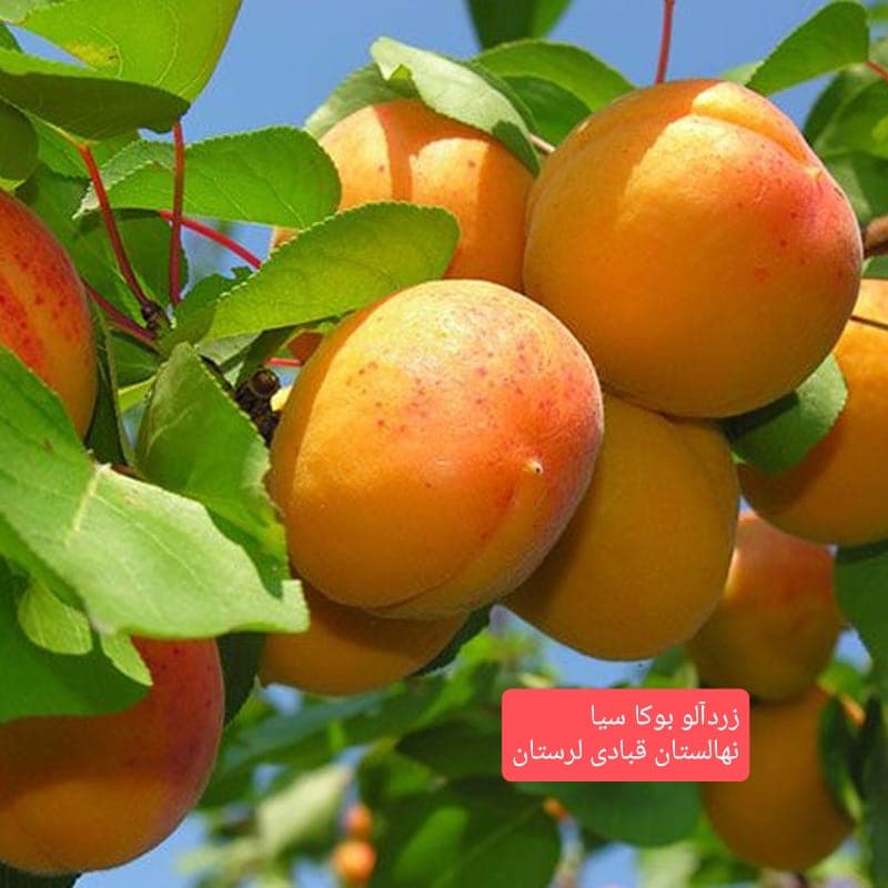 تولید و فروش نهال مثمر و غیر مثمر شناسنامه دار قبادی در خرم آباد