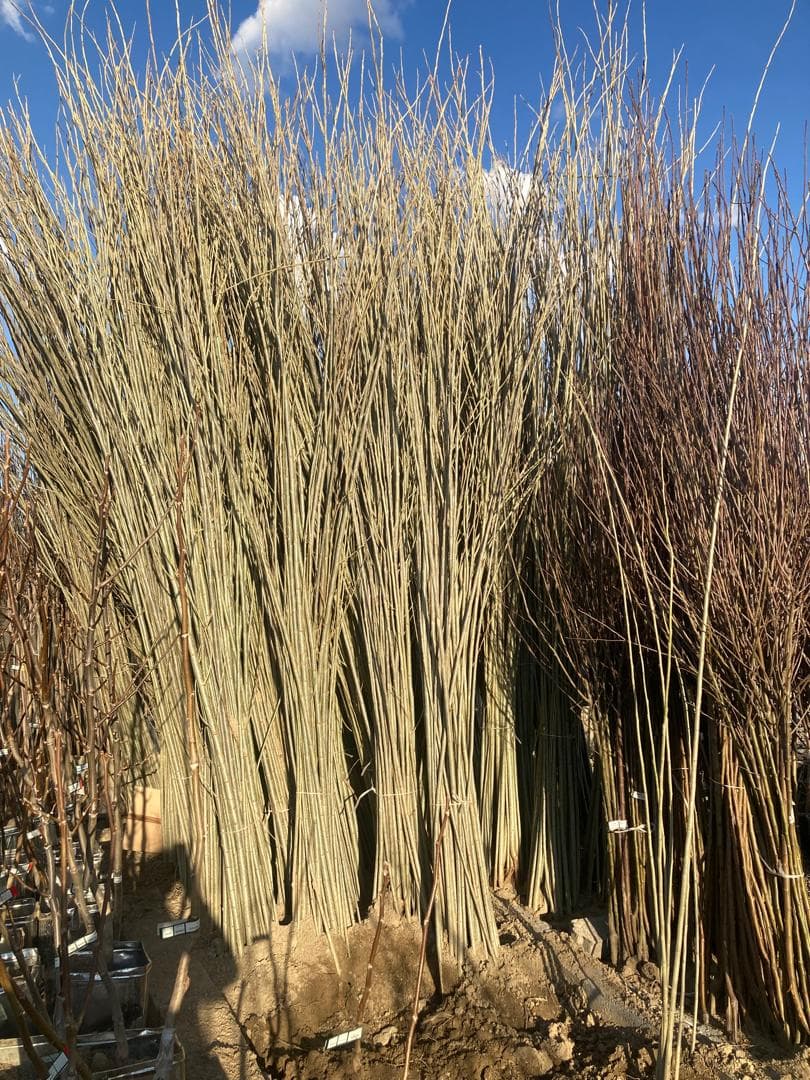 تولید و فروش نهال مثمر و غیر مثمر شناسنامه دار قبادی در خرم آباد