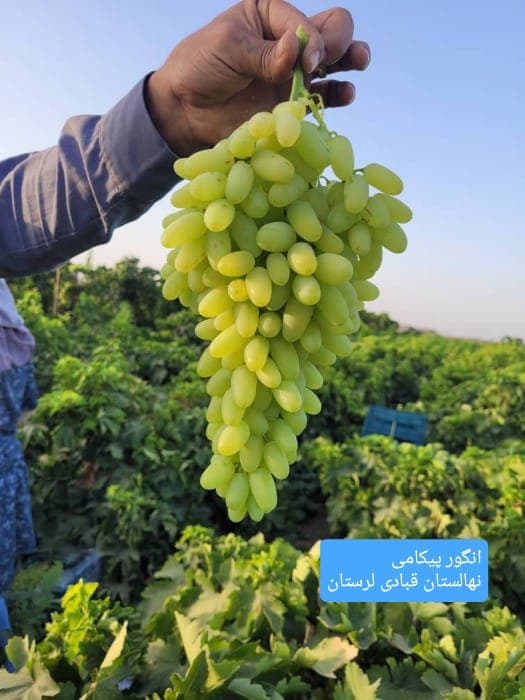 تولید و فروش نهال مثمر و غیر مثمر شناسنامه دار قبادی در خرم آباد