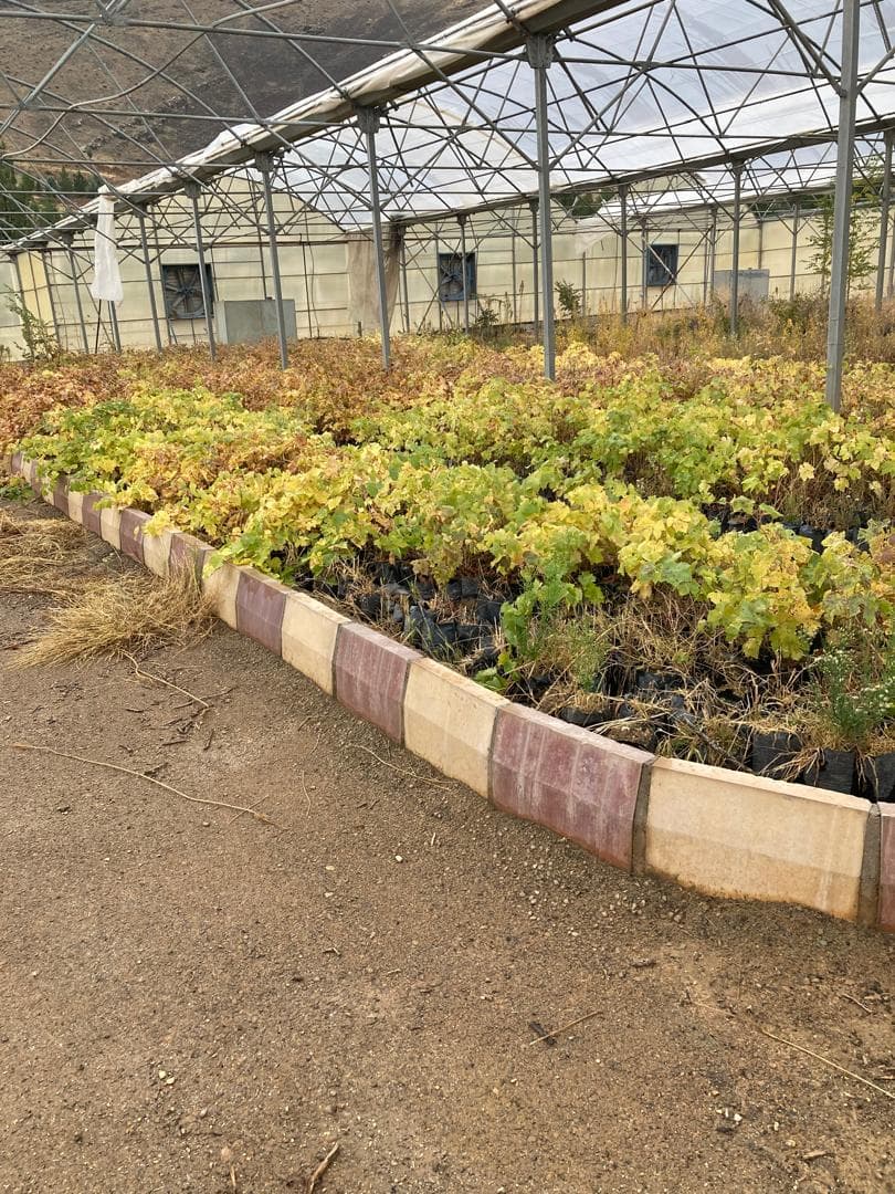 تولید و فروش نهال مثمر و غیر مثمر شناسنامه دار قبادی در خرم آباد