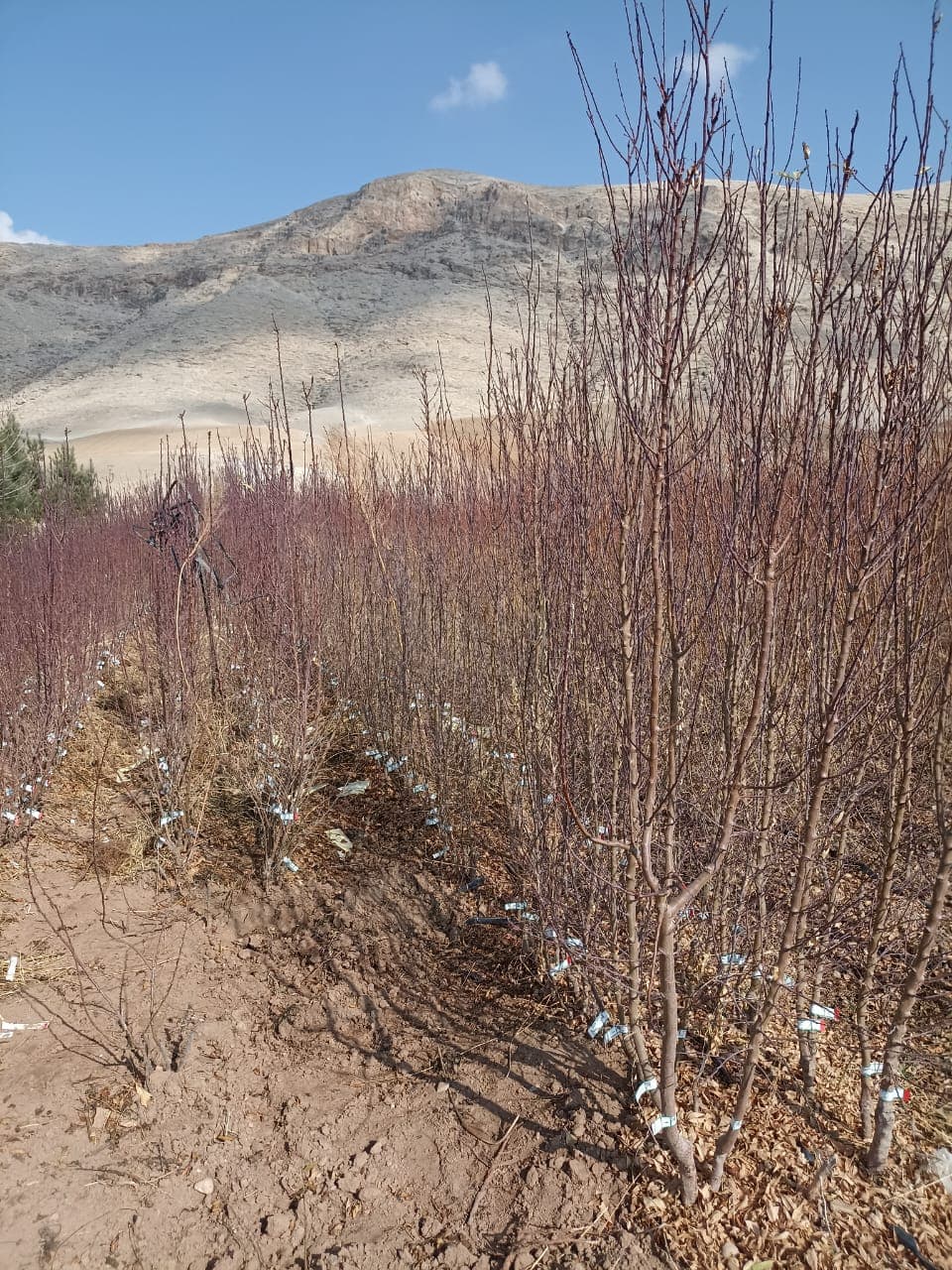 تولید و فروش نهال مثمر و غیر مثمر شناسنامه دار قبادی در خرم آباد