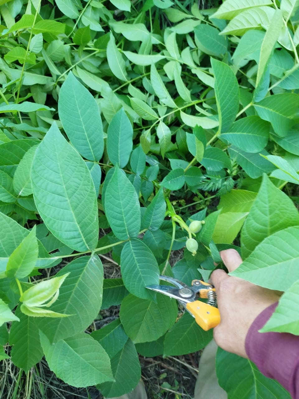 تولید و فروش نهال مثمر و غیر مثمر شناسنامه دار قبادی در خرم آباد