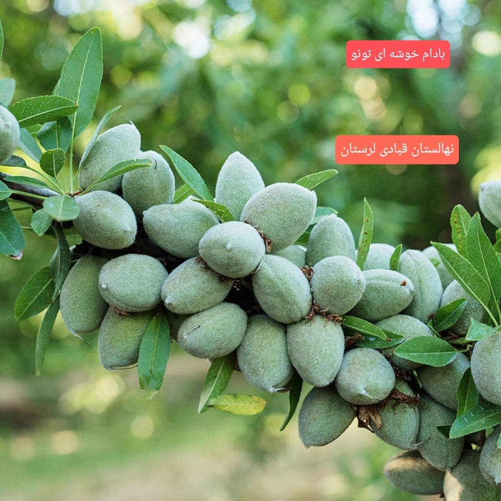 تولید و فروش نهال مثمر و غیر مثمر شناسنامه دار قبادی در خرم آباد