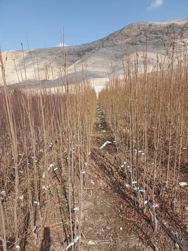 تولید و فروش نهال مثمر و غیر مثمر شناسنامه دار قبادی در خرم آباد