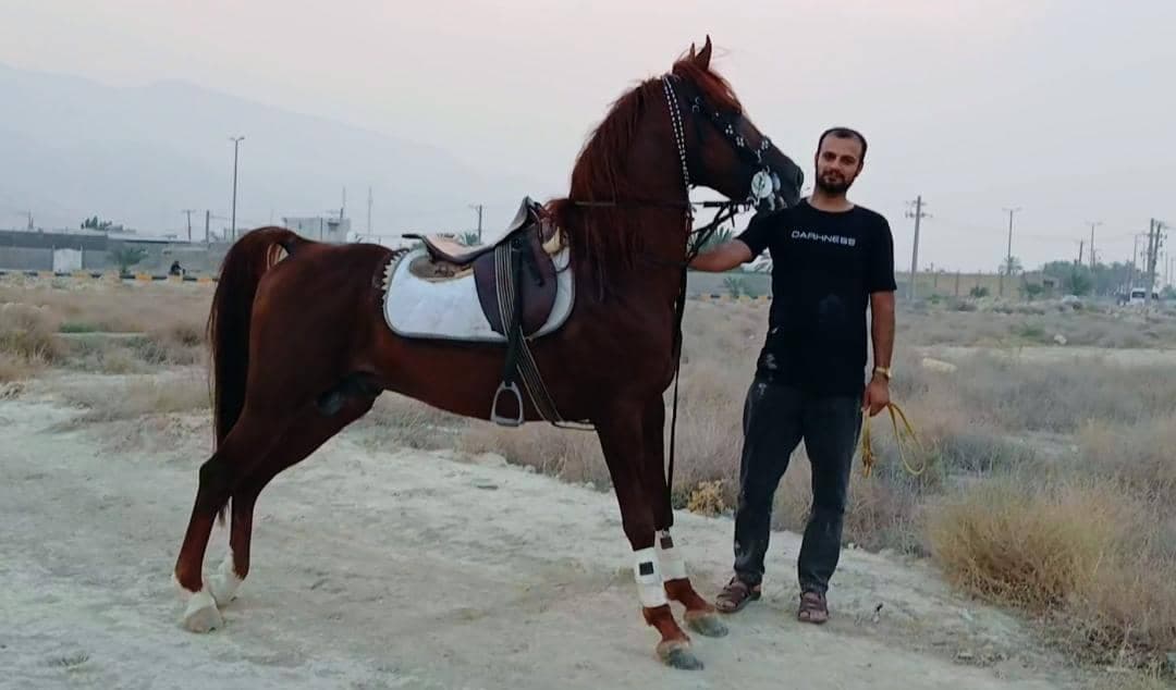 باشگاه سوارکاری اسب برادران عبدالهی در وراوی