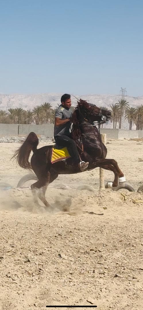 باشگاه سوارکاری اسب برادران عبدالهی در وراوی