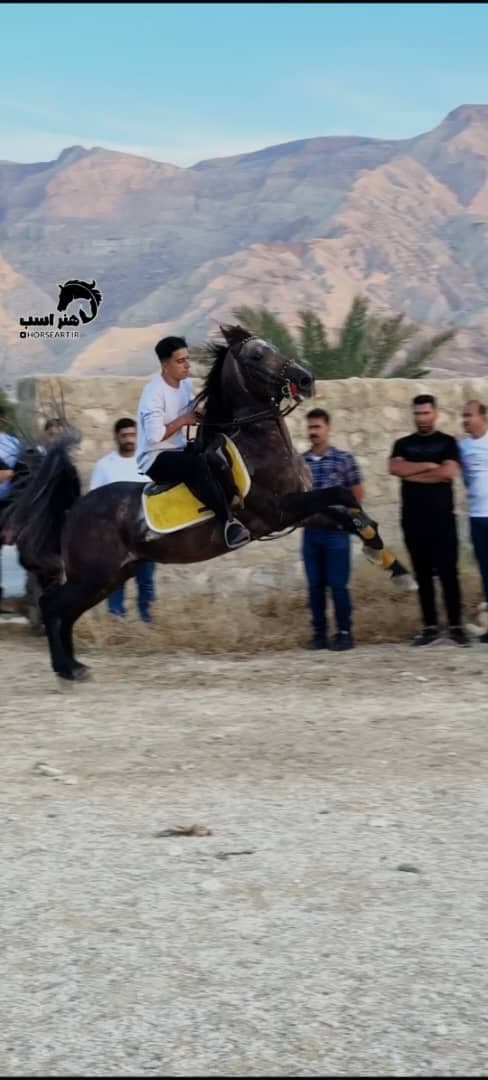 باشگاه سوارکاری اسب برادران عبدالهی در وراوی