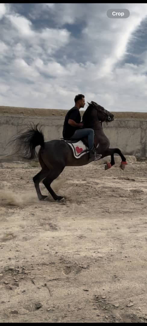 باشگاه سوارکاری اسب برادران عبدالهی در وراوی
