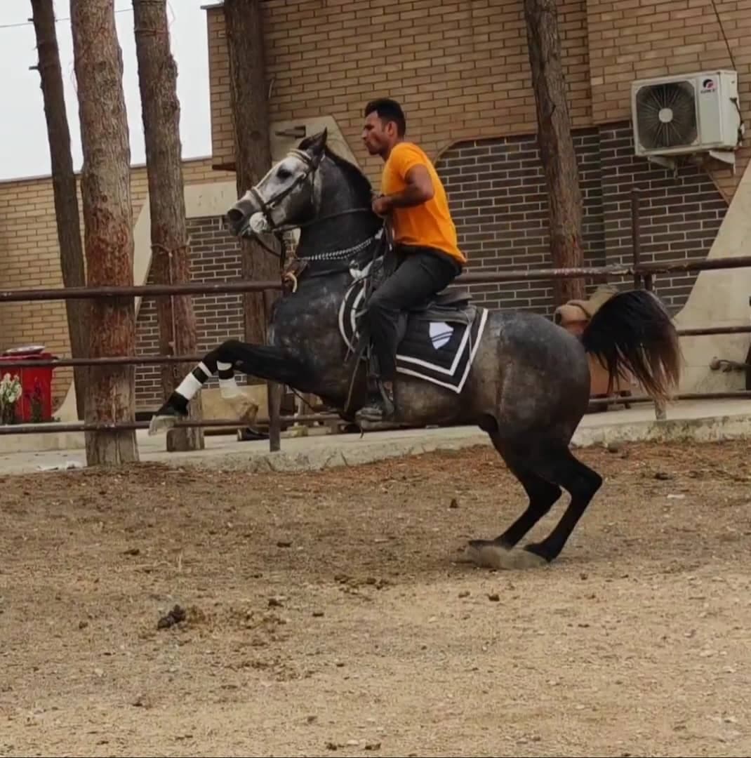 باشگاه سوارکاری اسب برادران عبدالهی در وراوی