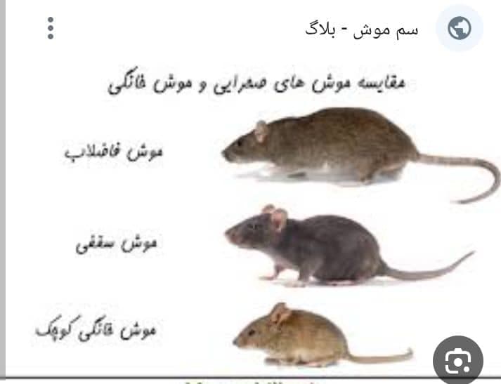 سم پاشی منازل نابودگر در رشت