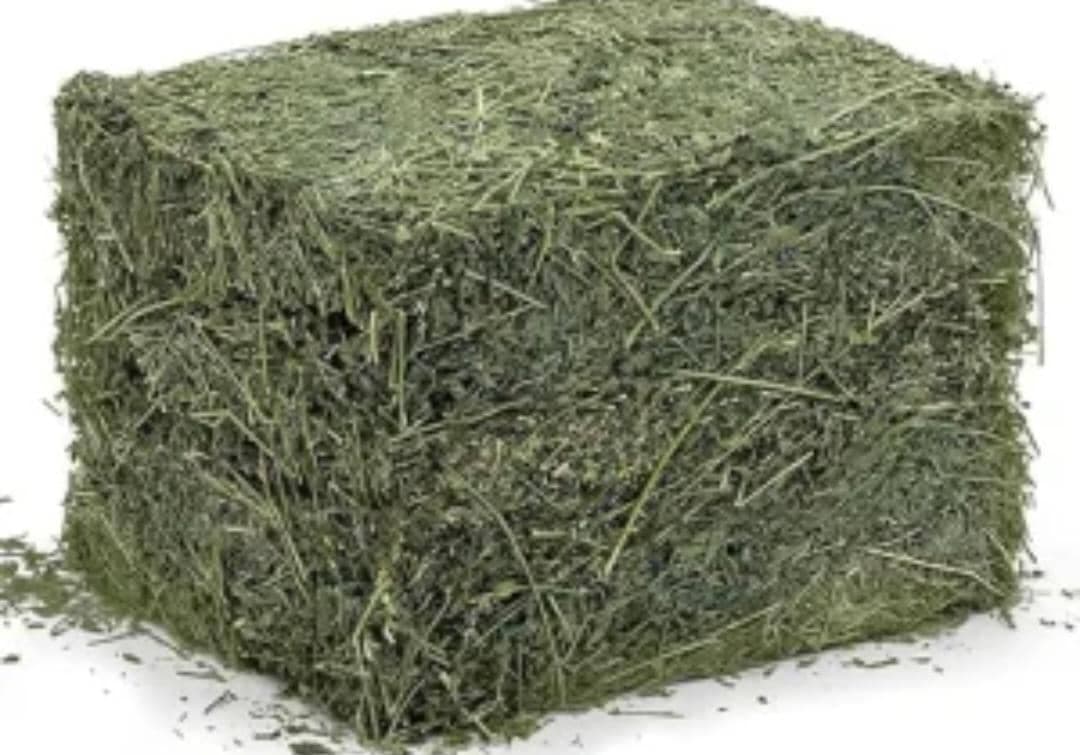 فروش صادرات نهادهای دامی زارعی در آذرشهر