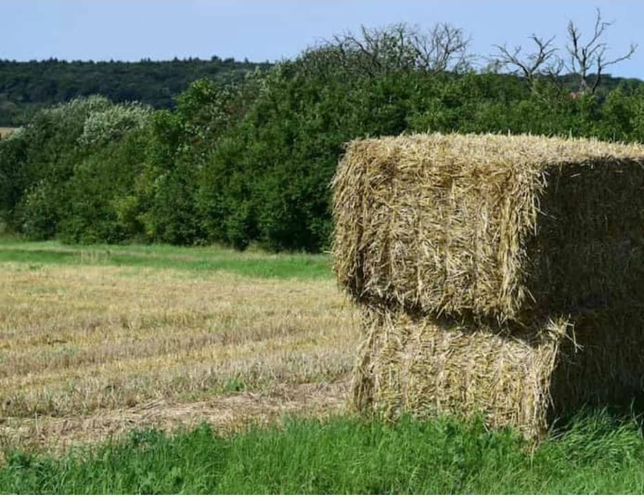 فروش صادرات نهادهای دامی زارعی در آذرشهر