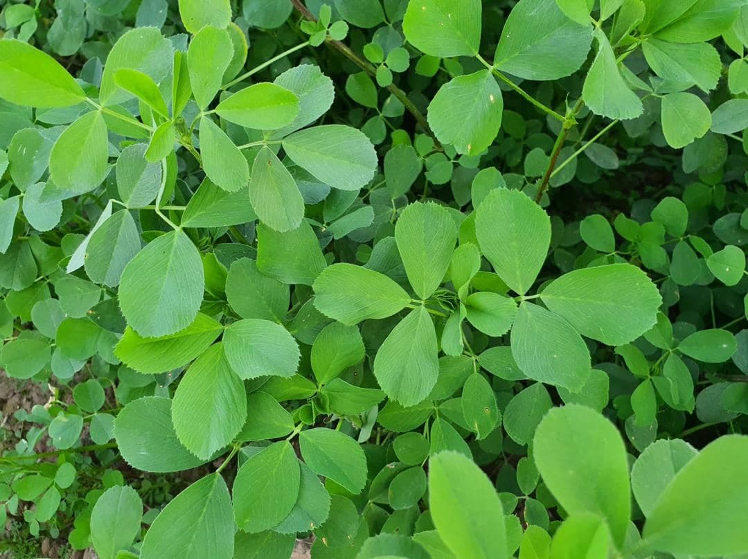 فروش صادرات نهادهای دامی زارعی در آذرشهر