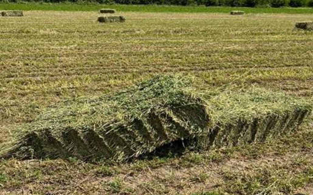 فروش صادرات نهادهای دامی زارعی در آذرشهر