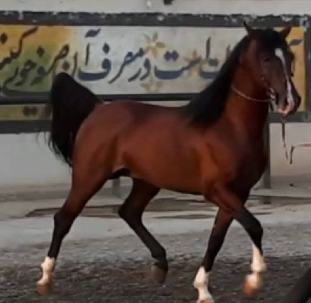 پرورش اسب و سوارکاری کمند در آران و بیدگل