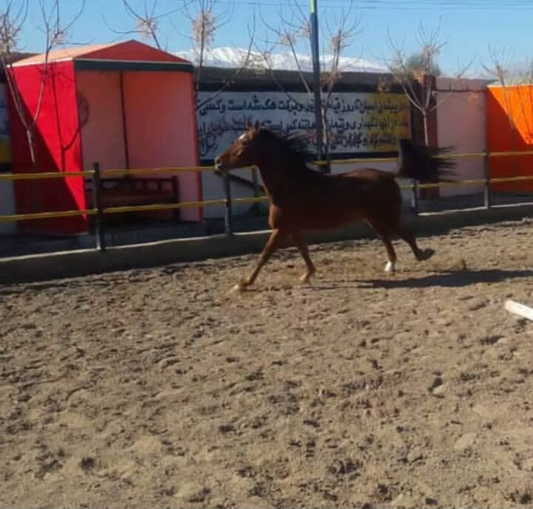 پرورش اسب و سوارکاری کمند در آران و بیدگل