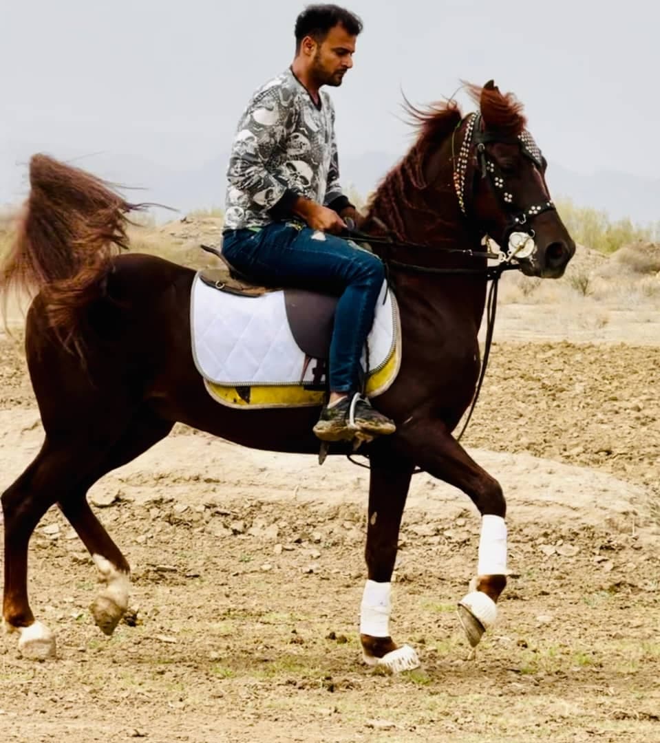 باشگاه سوارکاری اسب برادران عبدالهی در وراوی
