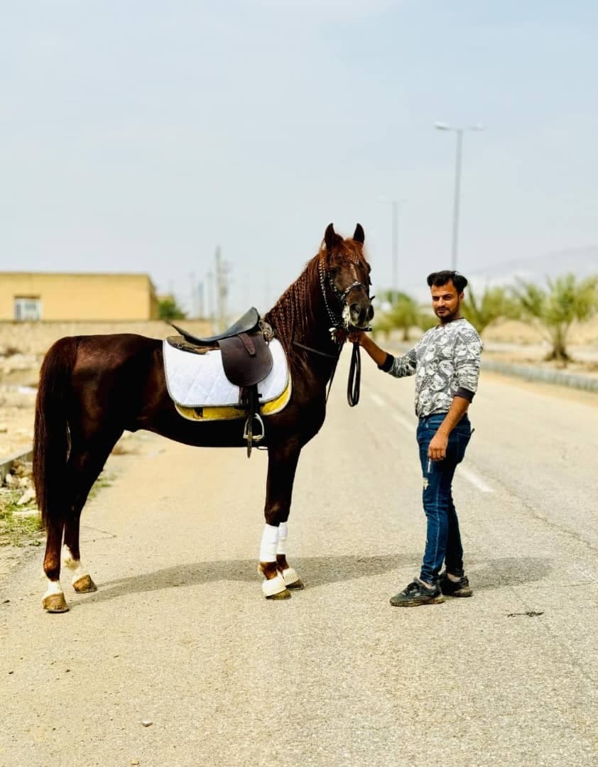 باشگاه سوارکاری اسب برادران عبدالهی در وراوی