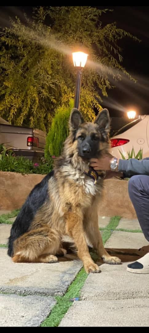 اقامتگاه بومگردی دلماه در خفر