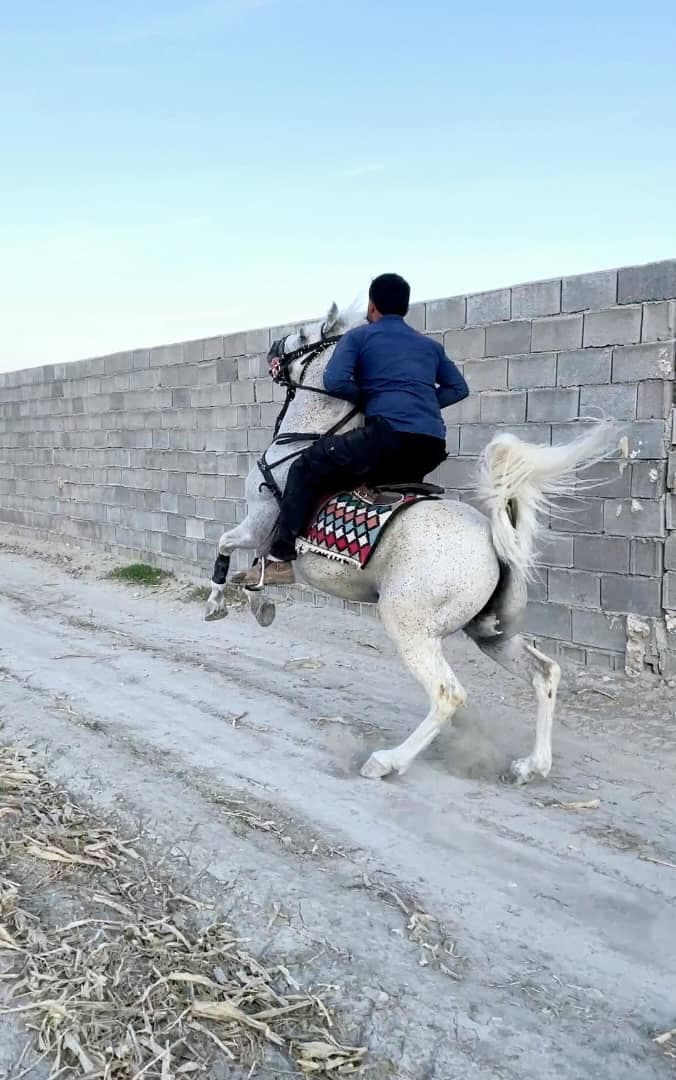 خرید فروش و پرورش اسب و سوایدار ترکی ظریف در شیراز