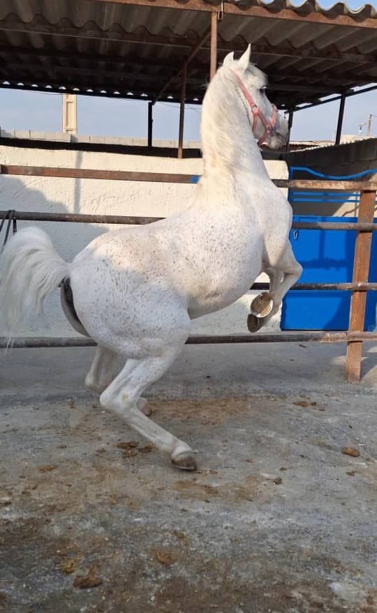 خرید فروش و پرورش اسب و سوایدار ترکی ظریف در شیراز