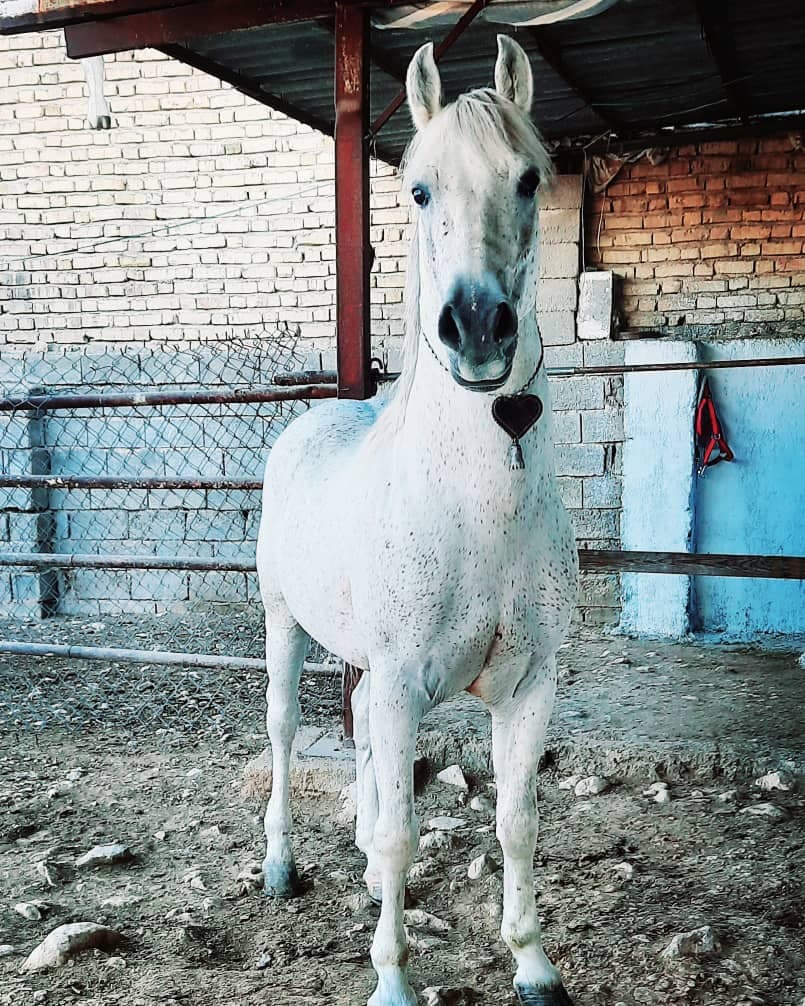 خرید فروش و پرورش اسب و سوایدار ترکی ظریف در شیراز