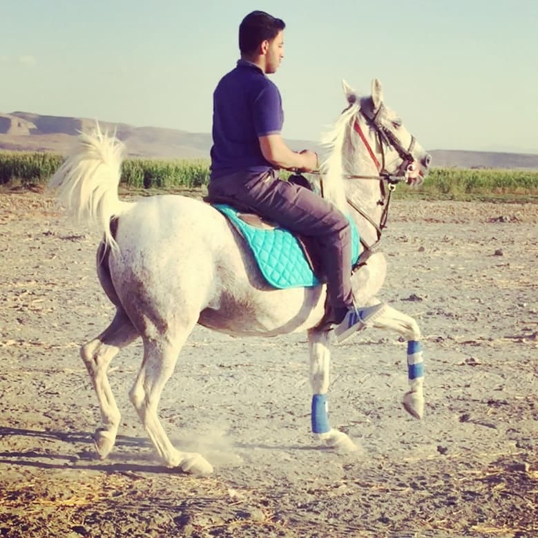 خرید فروش و پرورش اسب و سوایدار ترکی ظریف در شیراز