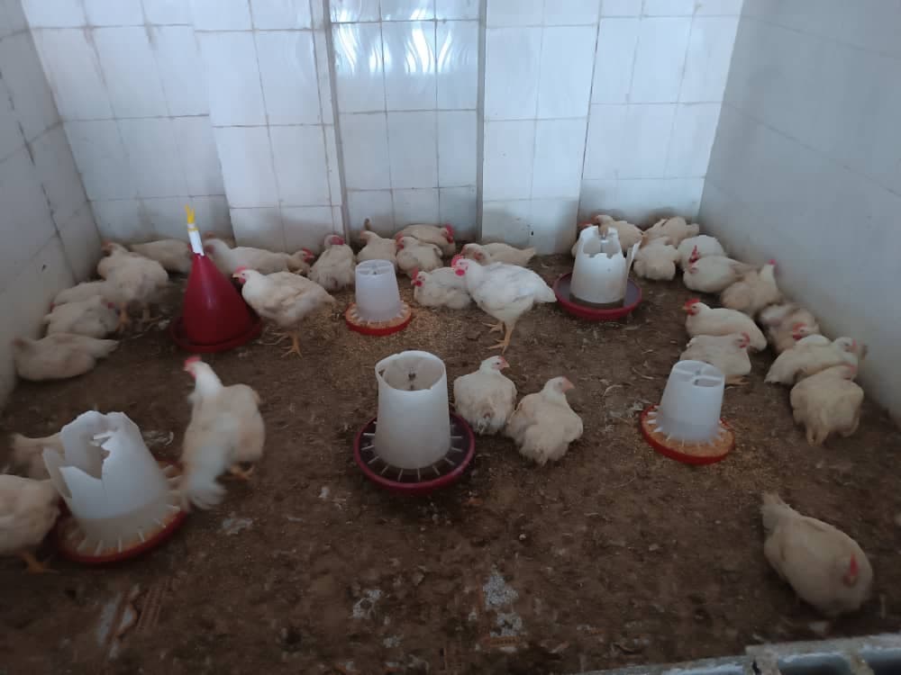 فروش ماهی و مرغ گوشتی زنده جهانبازی در تنگاری یاسوج