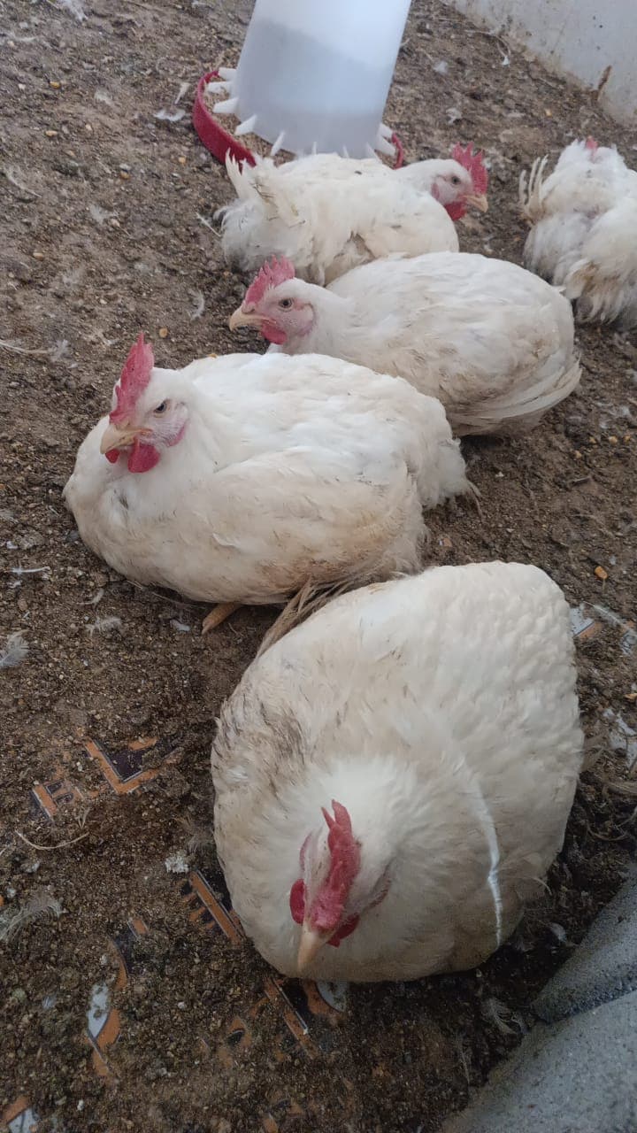 فروش ماهی و مرغ گوشتی زنده جهانبازی در تنگاری یاسوج