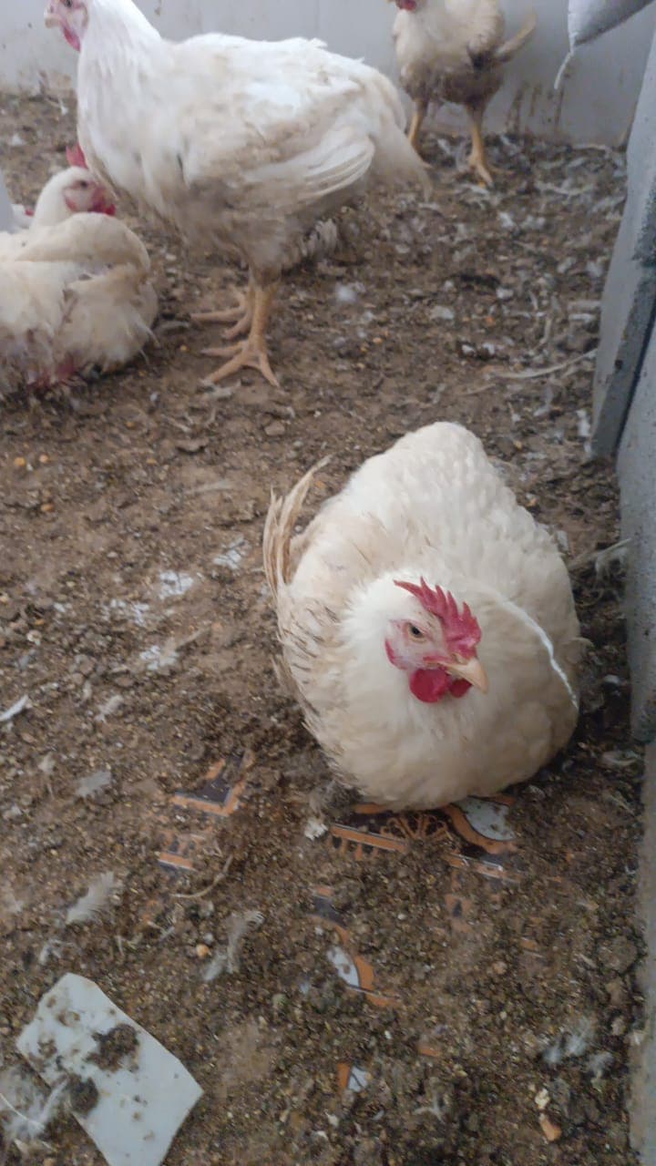 فروش ماهی و مرغ گوشتی زنده جهانبازی در تنگاری یاسوج