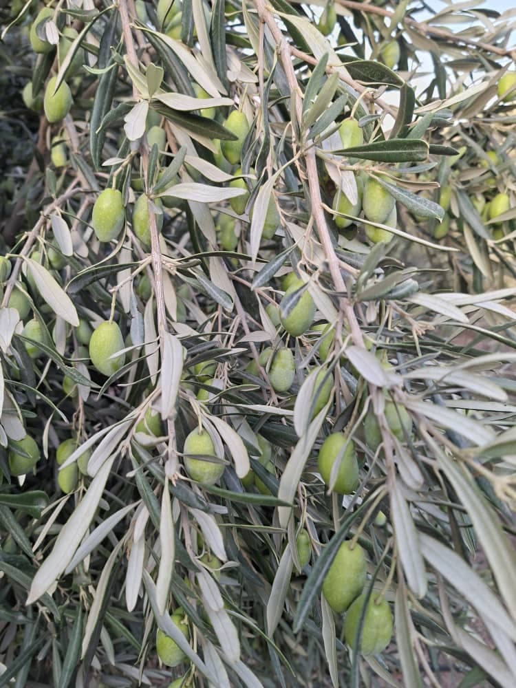 تولید و فروش زیتون و روغن زیتون فرابکر NG در رشت