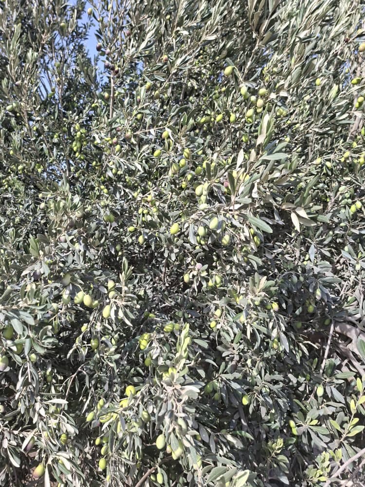 تولید و فروش زیتون و روغن زیتون فرابکر NG در رشت