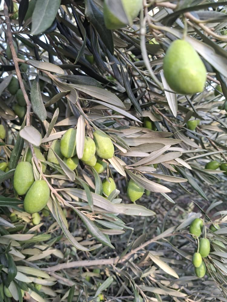 تولید و فروش زیتون و روغن زیتون فرابکر NG در رشت