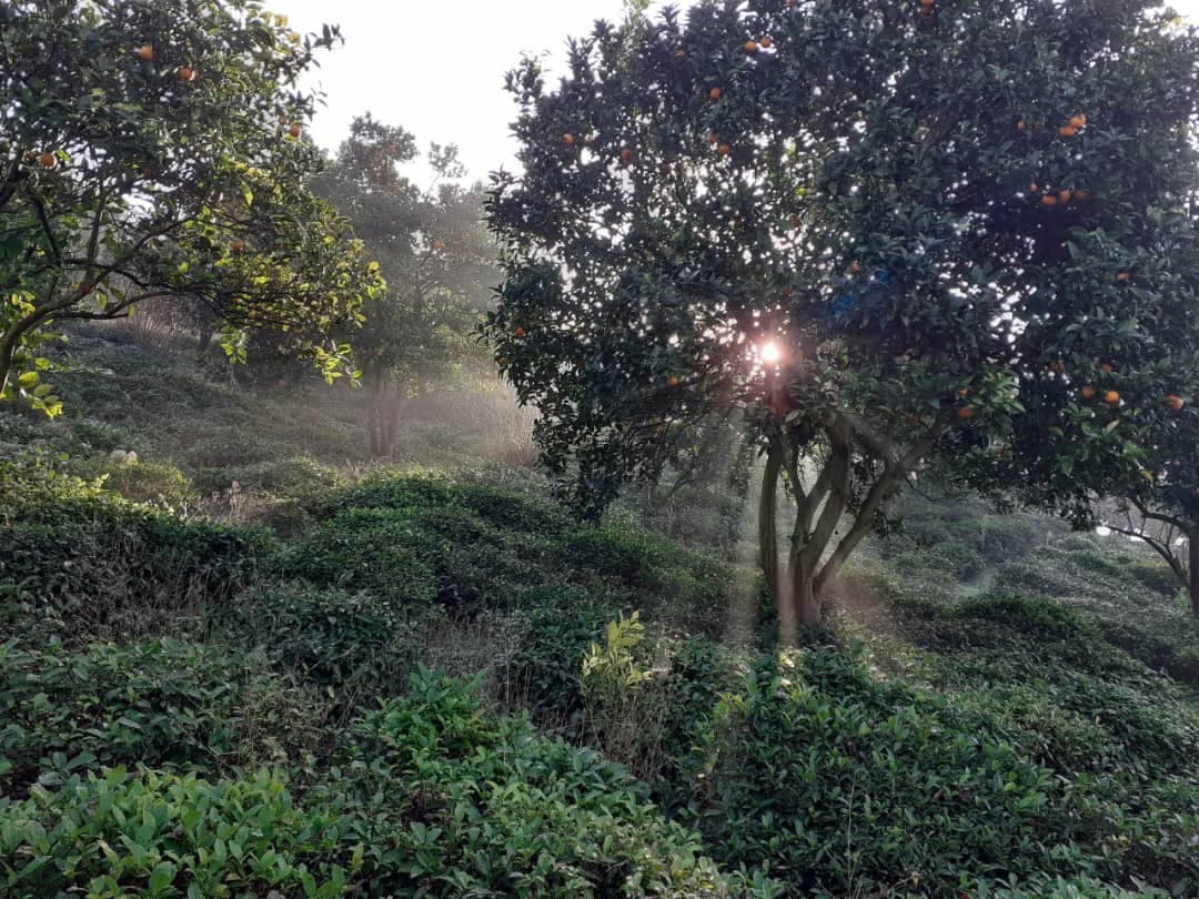 اقامتگاه بومگردی تی ته در املش گیلان