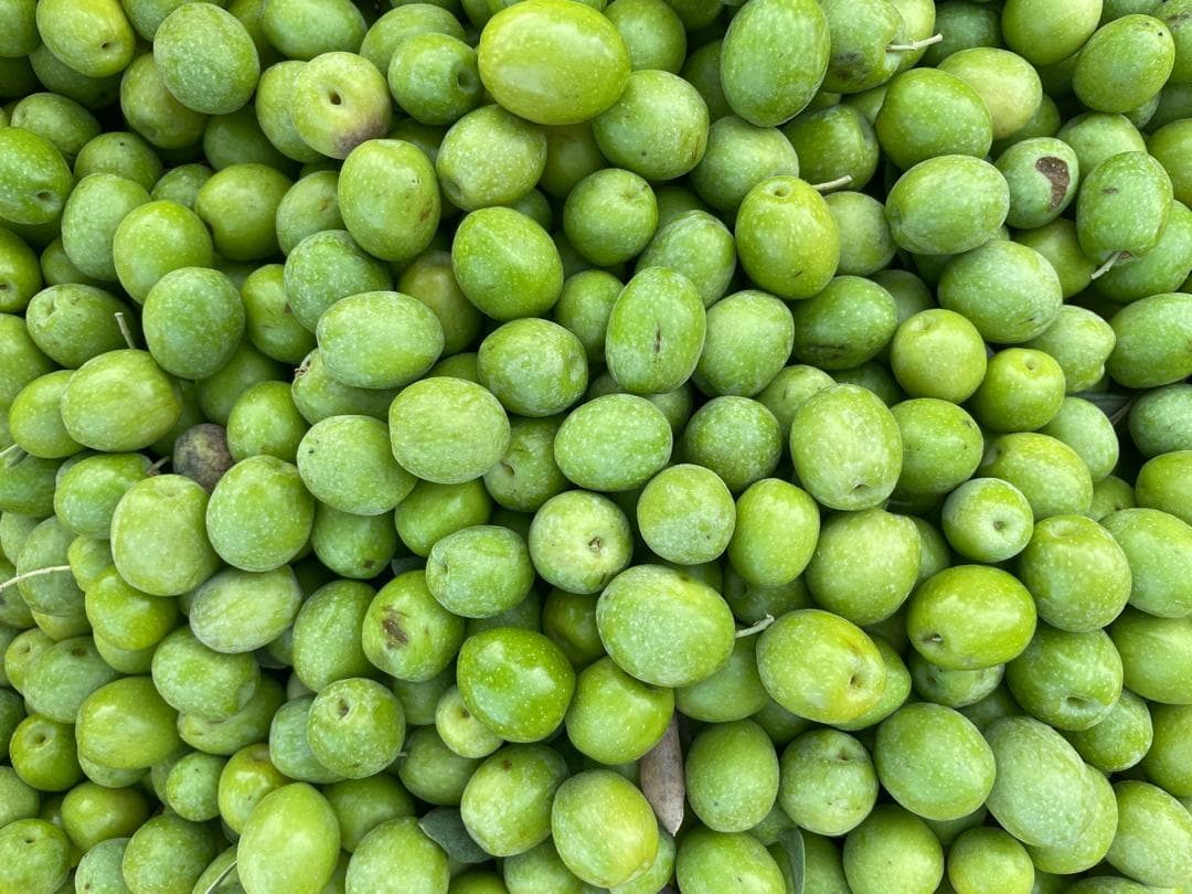 تولید و فروش زیتون و روغن زیتون فرابکر NG در رشت