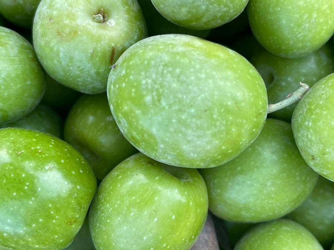 تولید و فروش زیتون و روغن زیتون فرابکر NG در رشت