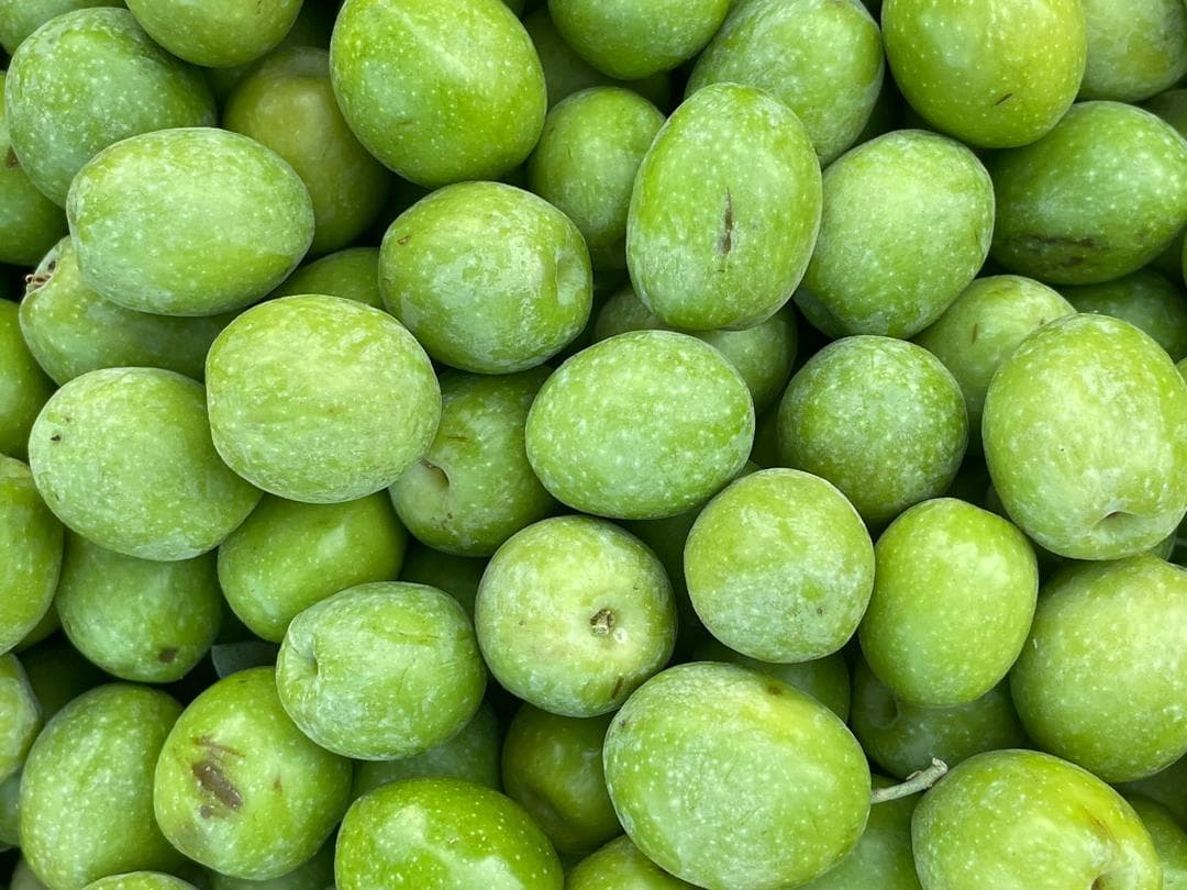 تولید و فروش زیتون و روغن زیتون فرابکر NG در رشت