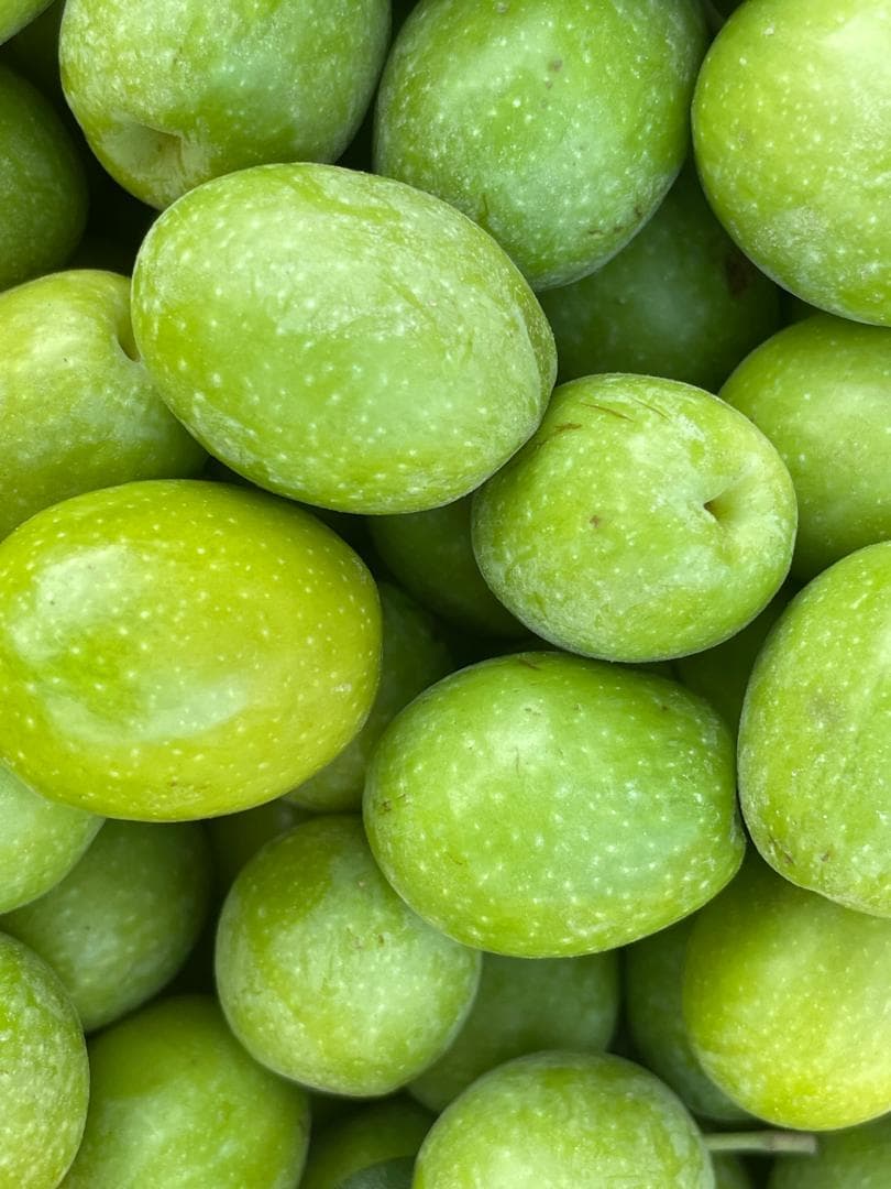 تولید و فروش زیتون و روغن زیتون فرابکر NG در رشت