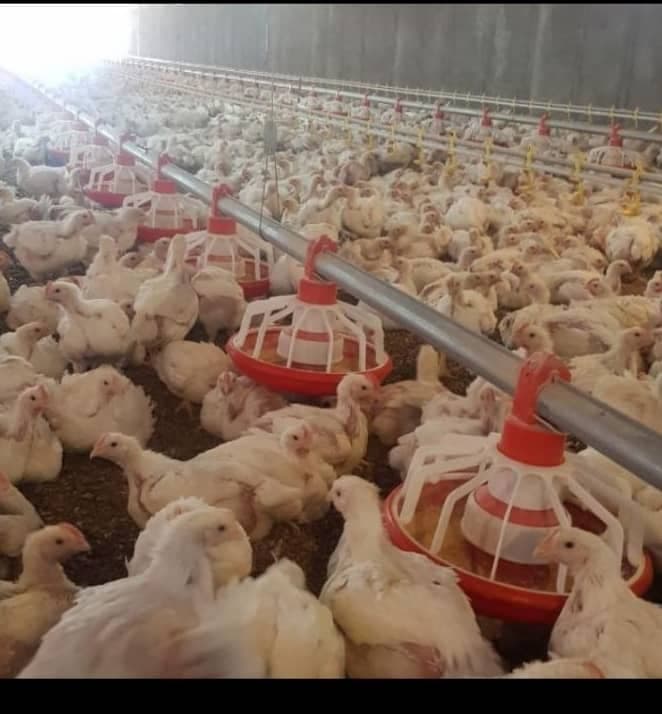 تولید و فروش تجهیزات مرغداری فقیه لو در قزوین